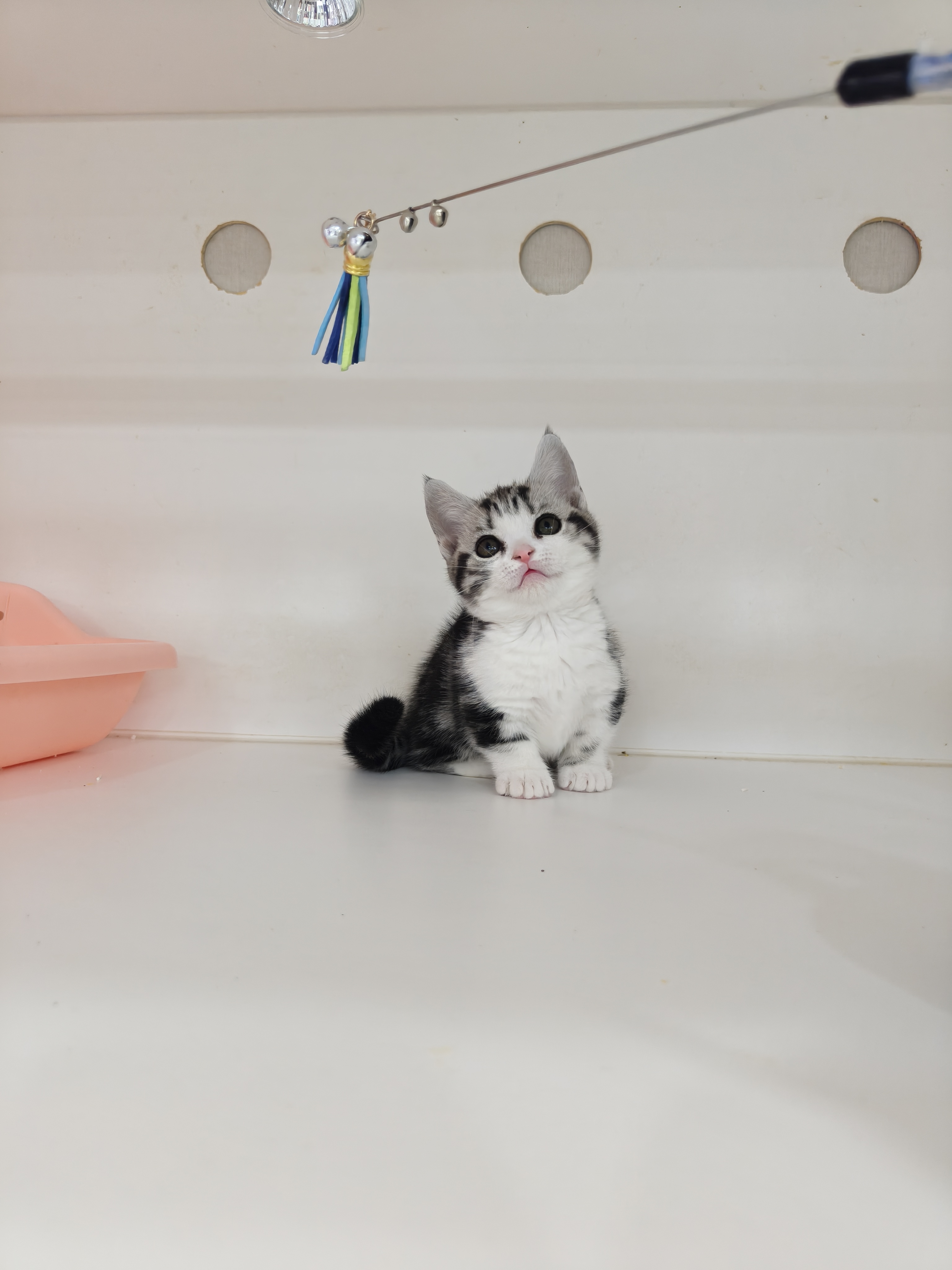 矮脚美短加白起司妹妹，非常完美，粉鼻子小短腿，花纹更是一绝